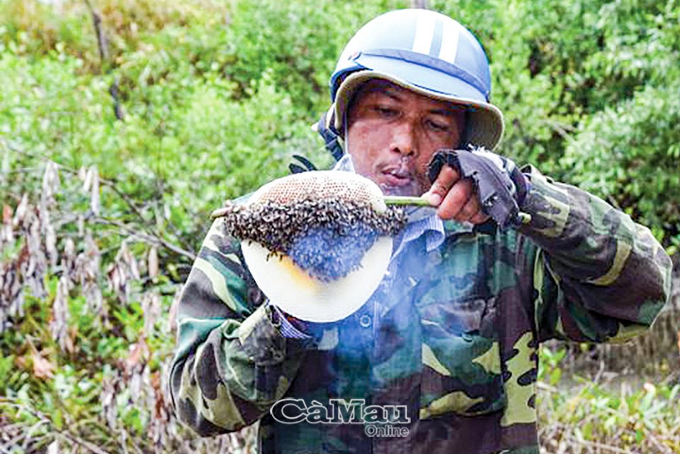 Cà Mau:Ong ruồi làm tổ trên cây lức cho mật tốt đến đâu mà hết đời cha đến đời con đều bảo nhau đi kiếm - Ảnh 1. Cà Mau:Ong ruồi làm tổ trên cây lức cho mật tốt đến đâu mà hết đời cha đến đời con đều bảo nhau đi kiếm - Ảnh 1.