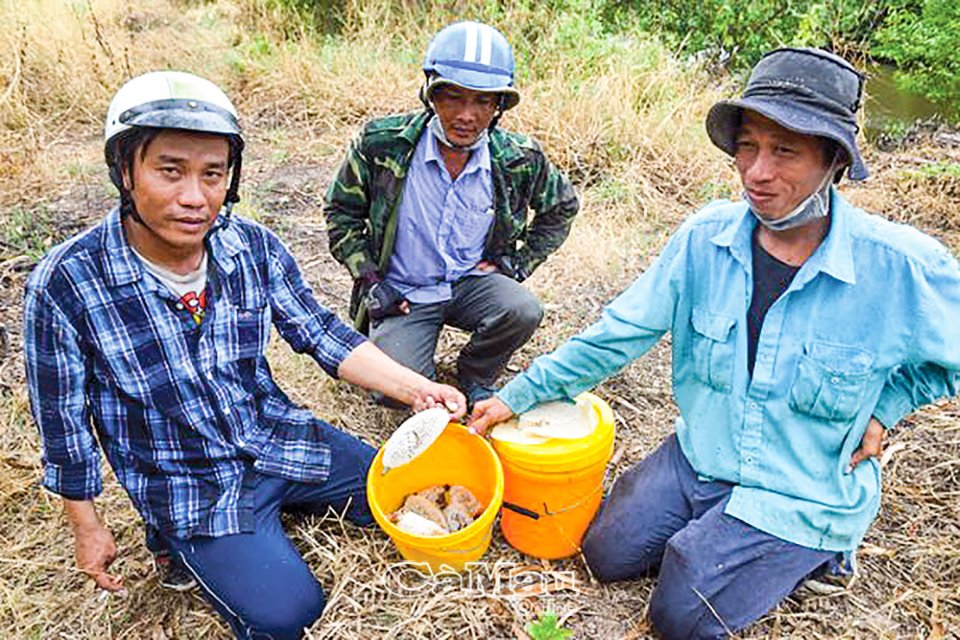 Cà Mau:Ong ruồi làm tổ trên cây lức cho mật tốt đến đâu mà hết đời cha đến đời con đều bảo nhau đi kiếm - Ảnh 2. Cà Mau:Ong ruồi làm tổ trên cây lức cho mật tốt đến đâu mà hết đời cha đến đời con đều bảo nhau đi kiếm - Ảnh 2.