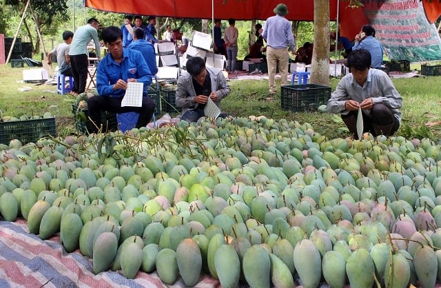 Lập tổ công tác liên ngành hỗ trợ tiêu thụ nông sản - Ảnh 2.