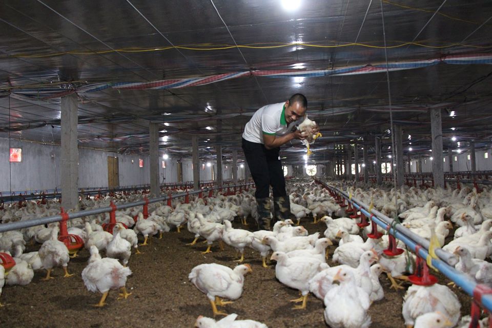 Giá gia cầm hôm nay 17/5: Giá gà công nghiệp bất ngờ tăng nhanh, vịt thịt bán chậm - Ảnh 1.