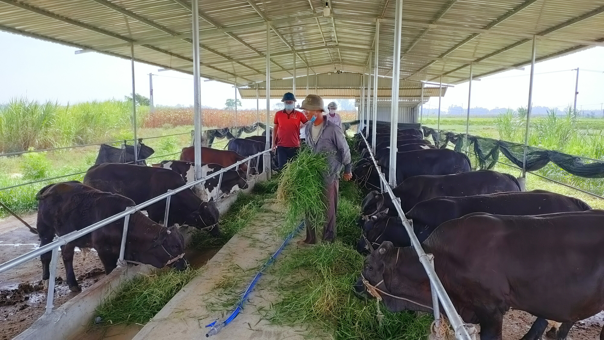 Quảng Nam: HND Điện Bàn giải ngân 1,5 tỷ Quỹ Hỗ trợ nông dân cho 20 hộ vay - Ảnh 3.