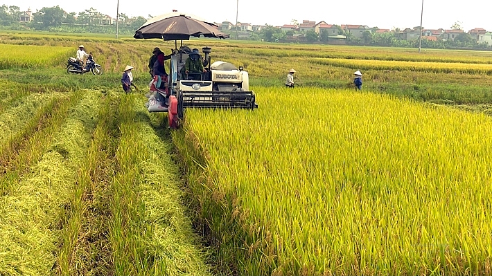 Giá lúa gạo hôm nay: Đài Thơm hết đà tăng nhưng vẫn giữ mức giá tốt - Ảnh 1. Giá lúa gạo hôm nay: Đài Thơm hết đà tăng nhưng vẫn giữ mức giá tốt - Ảnh 1.