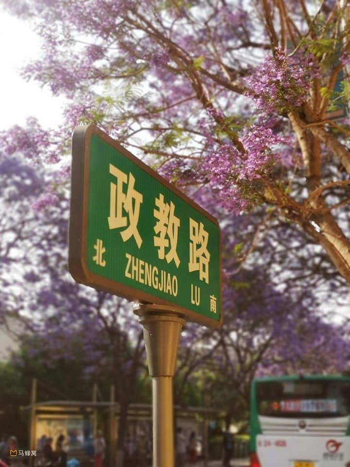 Con đường được nhuộm tím bởi loài hoa này - Ảnh 6.