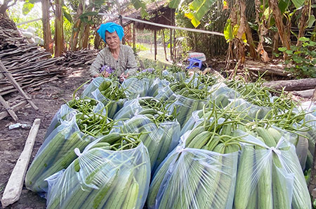 Hậu Giang: Trồng giống mướp gì mà trái ra quá trời, giá bán giảm nhưng nông dân vẫn có lời? - Ảnh 1.
