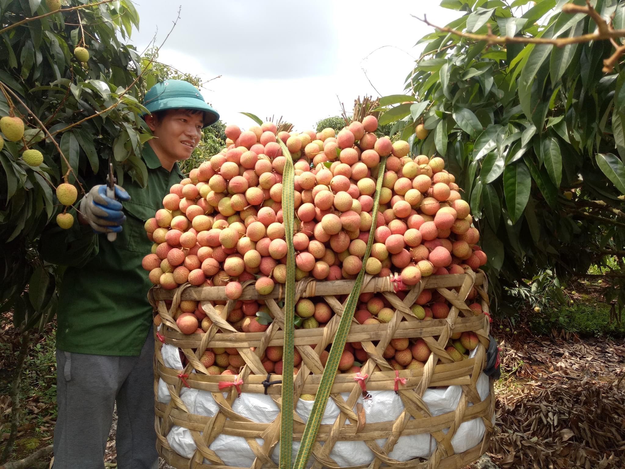 Vải thiều Thanh Hà lên sàn Lazada, Sendo giá 150 nghìn/kg, giao tới tay khách chỉ trong 4 giờ - Ảnh 3.