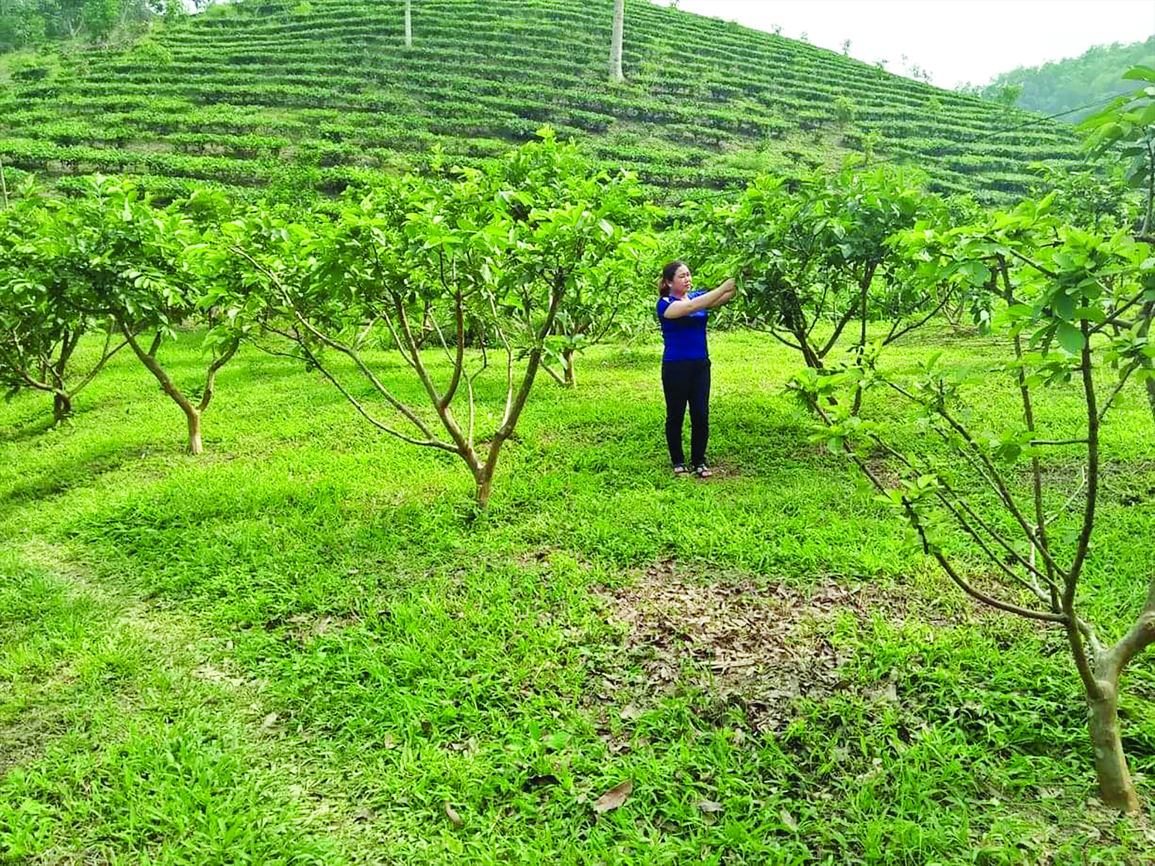 Nỗ lực về đích nông thôn mới của một xã nghèo - Ảnh 1.