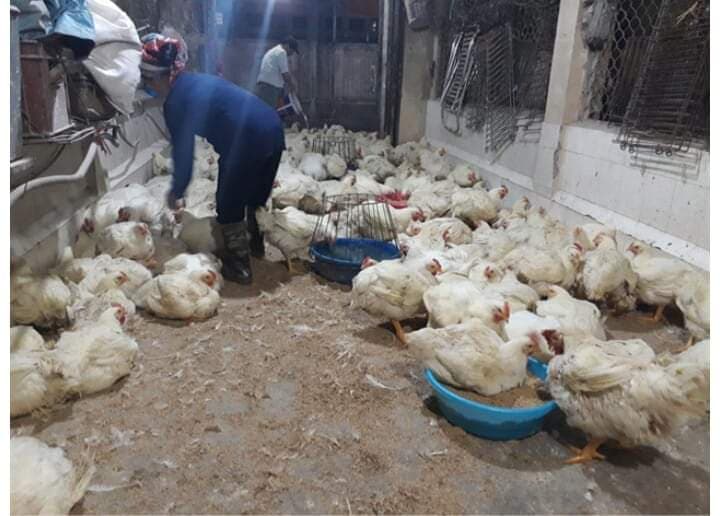 Giá gia cầm hôm nay 20/5: Giá gà công nghiệp chạm mốc mới, người nuôi vịt thịt miền Nam vẫn có lãi khá - Ảnh 3.