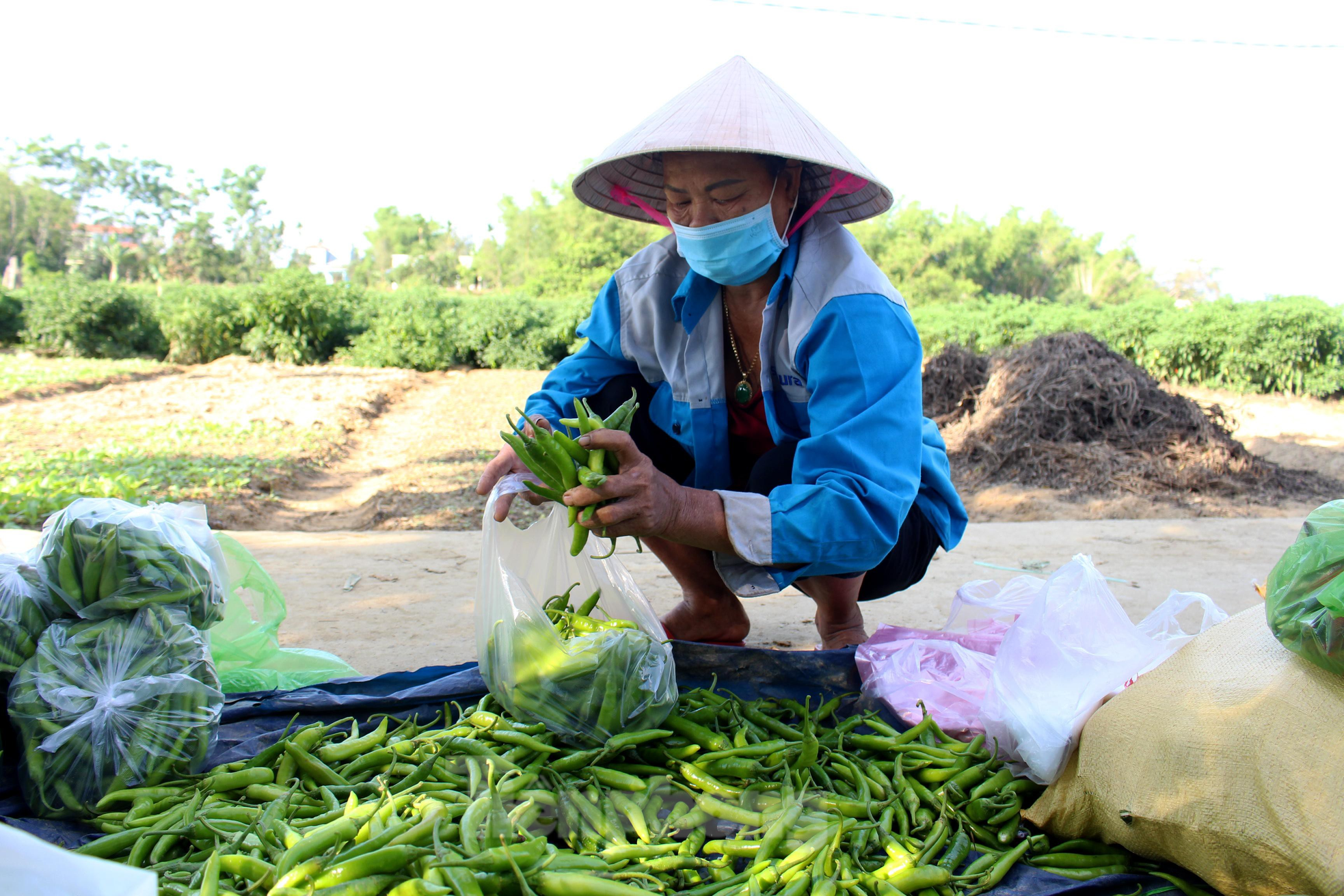 Nông dân Đà Nẵng 'cay mắt' dù đón một vụ ớt được mùa - Ảnh 9.