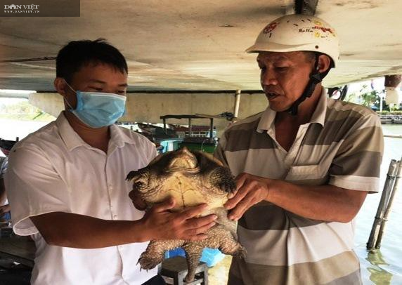 Bình Định: Bất ngờ phát hiện rùa “độc lạ”, đuôi dài 10cm rất giống đuôi cá sấu  - Ảnh 2.