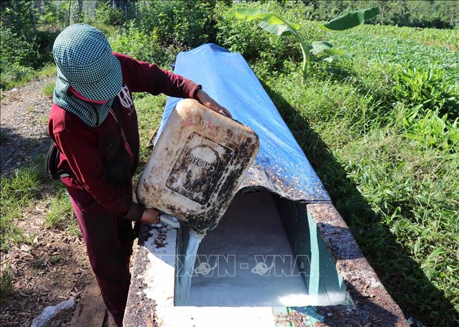 Trung Quốc thu mua mạnh, giá 'vàng trắng' tăng gần 50%, nông dân khấp khởi mừng - Ảnh 2. Trung Quốc thu mua mạnh, giá 'vàng trắng' tăng gần 50%, nông dân khấp khởi mừng - Ảnh 2.