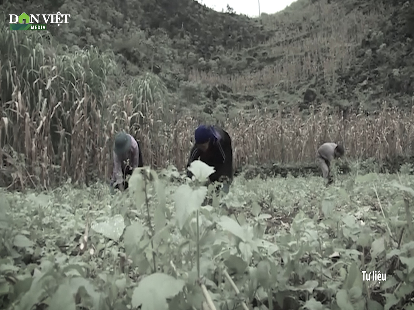 Kỳ 1: Người thay đổi vùng cây thuốc phiện - Ảnh 3.