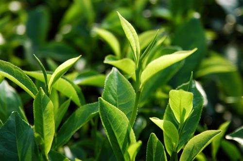 Ngày Quốc tế Trà là ngày gì? Trong ngày Quốc tế Trà, người ta làm gì? - Ảnh 5.