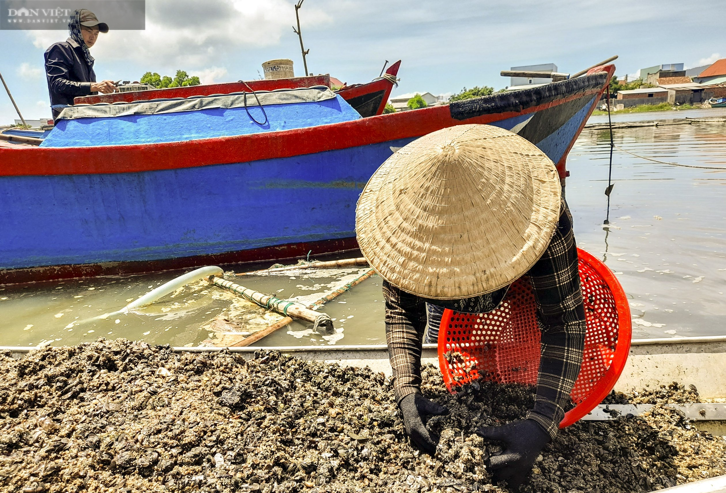 Ngâm mình 6 giờ đồng hồ dưới nước, chân đạp bùn chỉ để săn loài này làm thức ăn &quot;khoái khẩu&quot; cho tôm hùm - Ảnh 2.