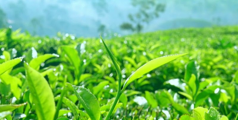 Ngày Quốc tế Trà là ngày gì? Trong ngày Quốc tế Trà, người ta làm gì? - Ảnh 3.