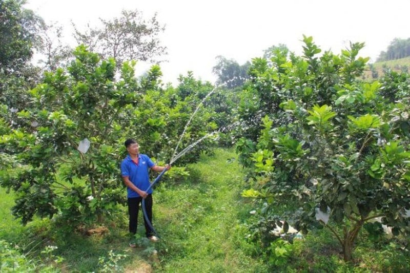 Trồng 4 ha keo, 3 ha cây ăn quả đủ loại, nuôi gà, cá,... trai đẹp 8X đất Nghệ An &quot;ẵm&quot; hàng trăm triệu đồng/năm - Ảnh 1.