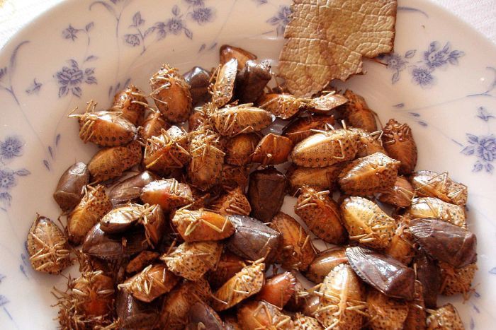 Đặc sản từ loài côn trùng vừa hôi rình vừa có thể gây mù lòa ngon cỡ nào mà khiến nhiều người bất chấp? - Ảnh 7.