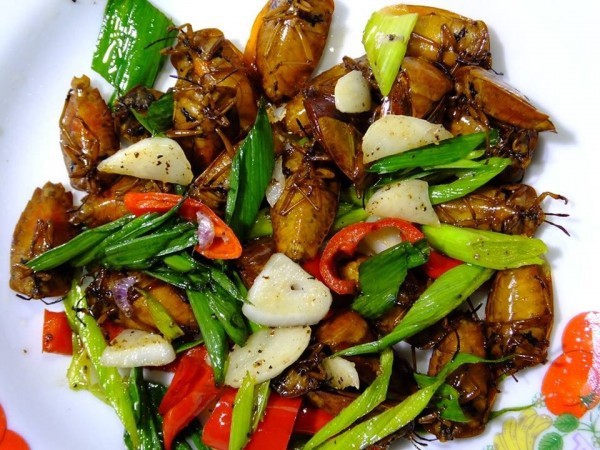 Đặc sản từ loài côn trùng vừa hôi rình vừa có thể gây mù lòa ngon cỡ nào mà khiến nhiều người bất chấp? - Ảnh 8.