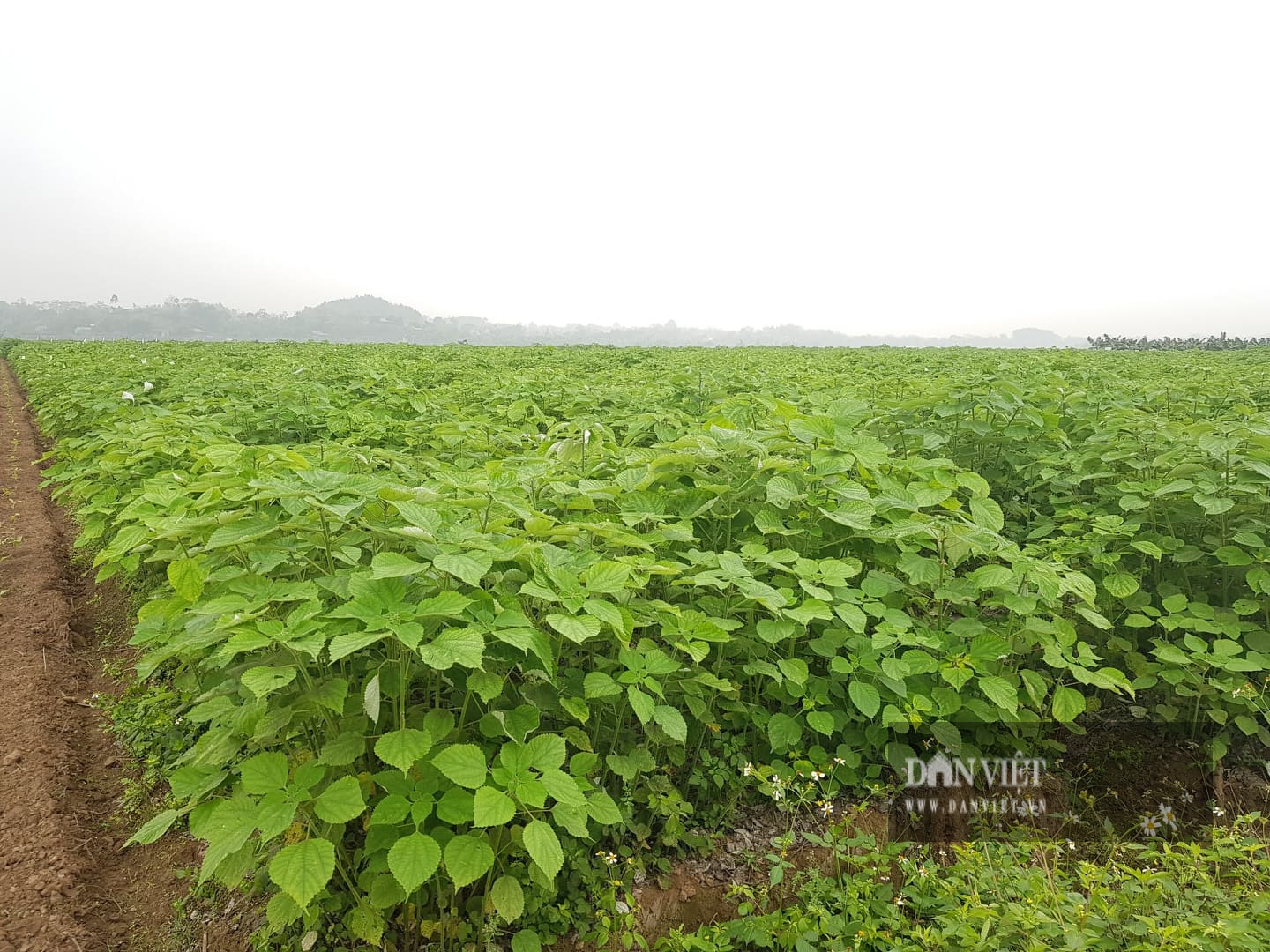 Về Phú Thọ xem ông Chiến &quot;gai&quot; trồng loại cây &quot;độc lạ&quot; mà cho thu nhập cao - Ảnh 1.