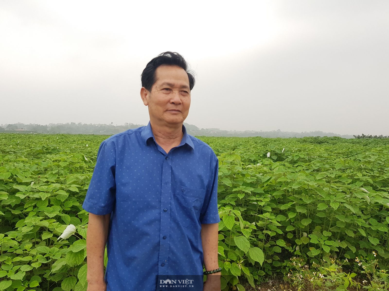 Về Phú Thọ xem ông Chiến &quot;gai&quot; trồng loại cây &quot;độc lạ&quot; mà cho thu nhập cao - Ảnh 2.