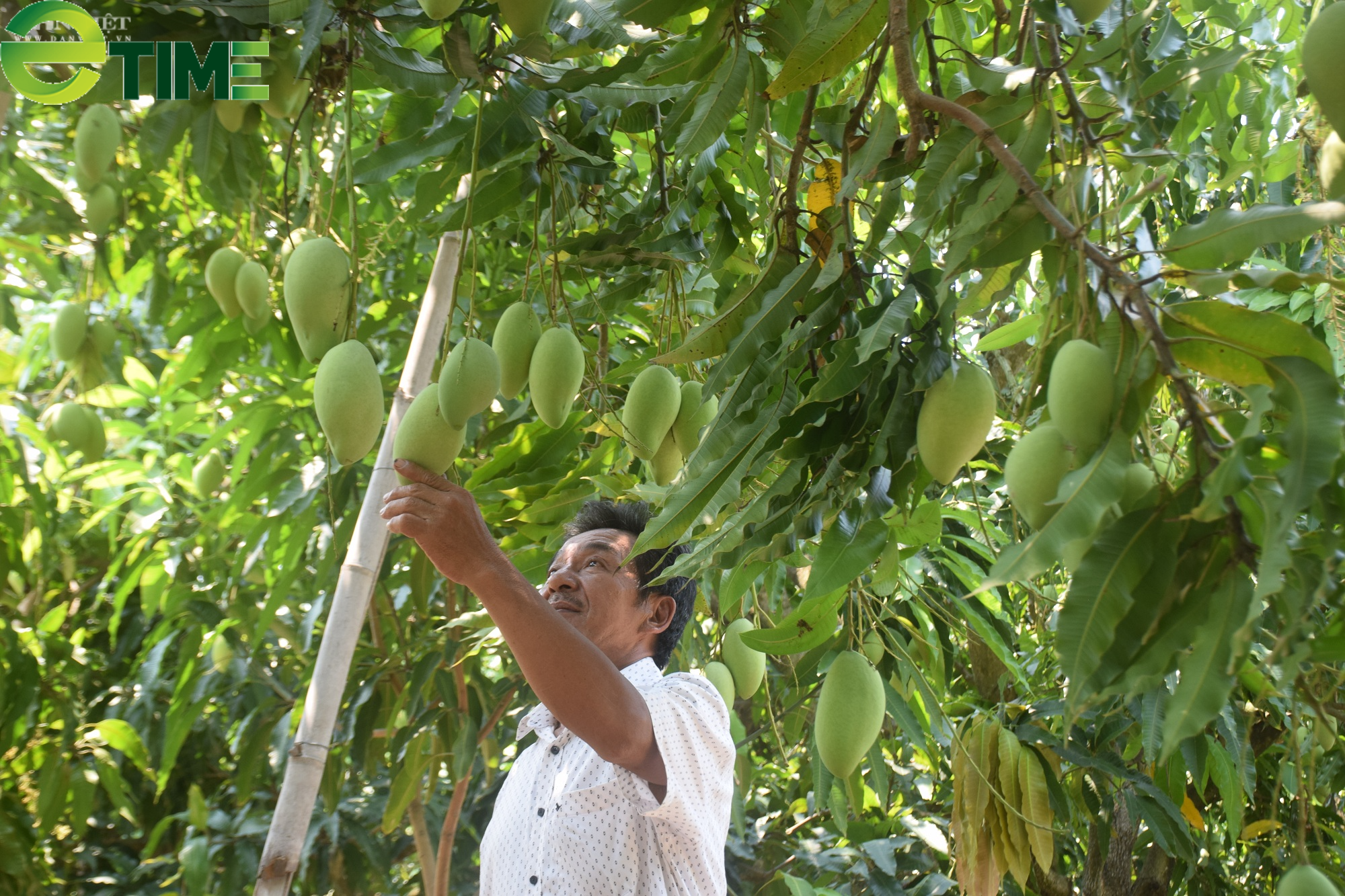 Bình Định: Nhờ cách làm hay trên đất cát, xuất hiện nhiều nông dân triệu phú - Ảnh 3.