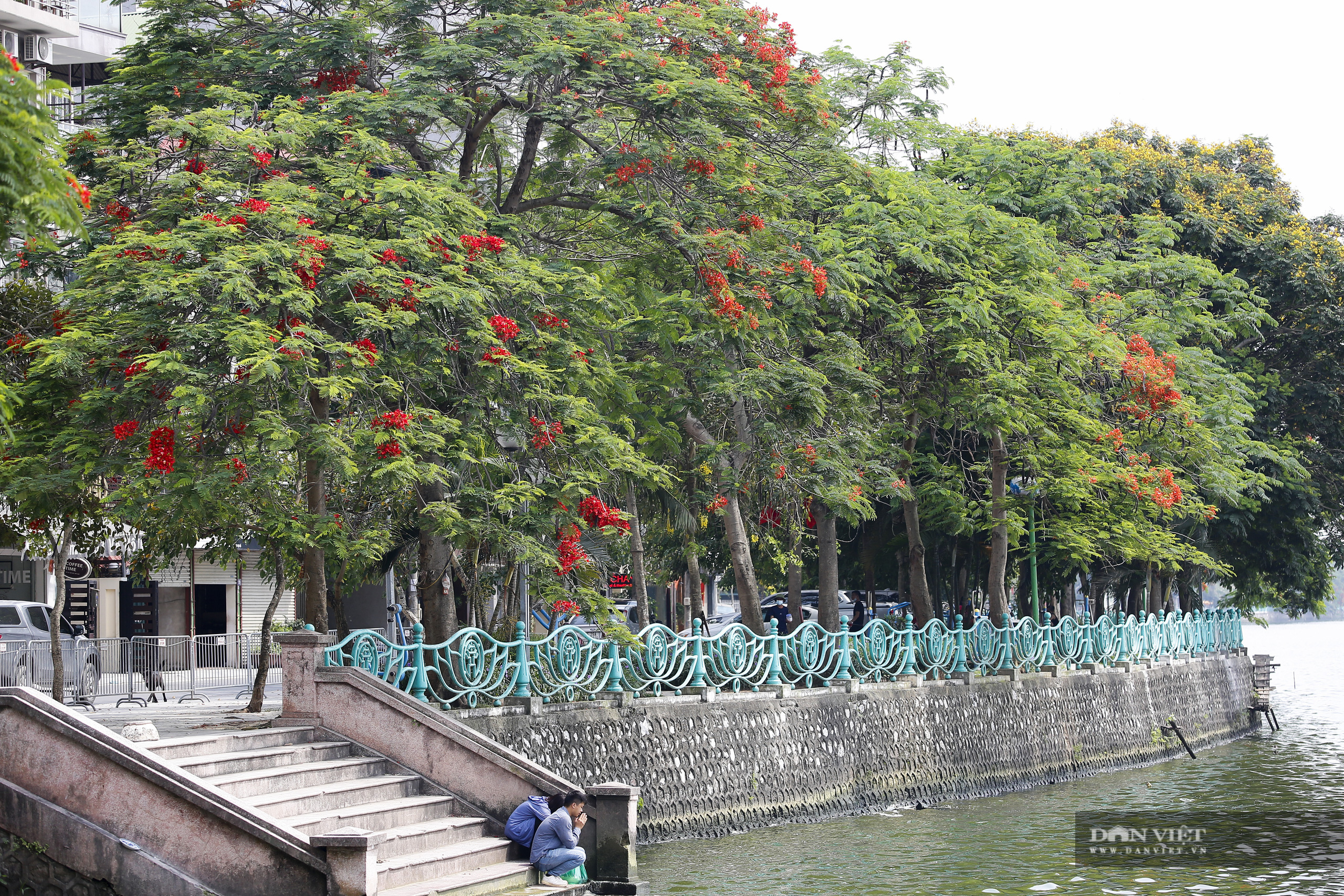 Loài hoa tuổi học trò nở đỏ rực góc trời Hà Nội - Ảnh 1.
