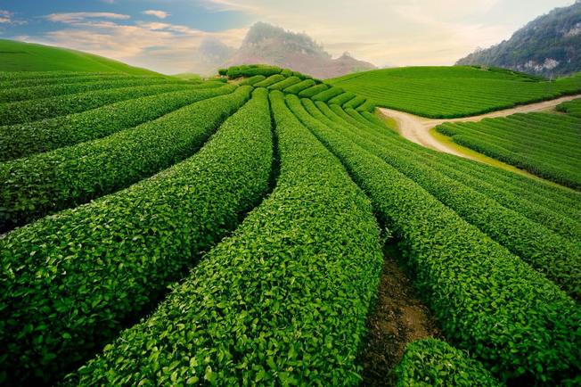 Đối tượng được giao, được thuê đất nông nghiệp mới nhất - Ảnh 1.