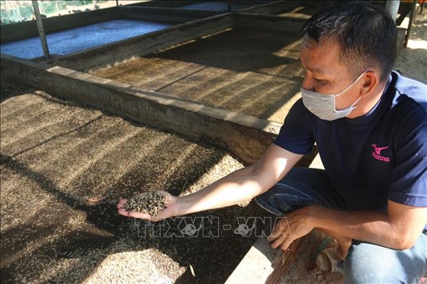 Nuôi cón ăn bẩn, đen như cục than đẻ ra thứ ấu trùng lạ mắt, cho gà, cho cá ăn đều nhanh lớn - Ảnh 1.