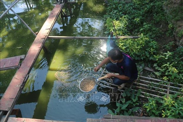 Nuôi cón ăn bẩn, đen như cục than đẻ ra thứ ấu trùng lạ mắt, cho gà, cho cá ăn đều nhanh lớn - Ảnh 2.