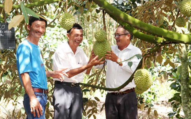 Ông Trần Anh Tùng (trái)  bên vườn sầu riêng VietGAP. Ảnh Minh Sáng
