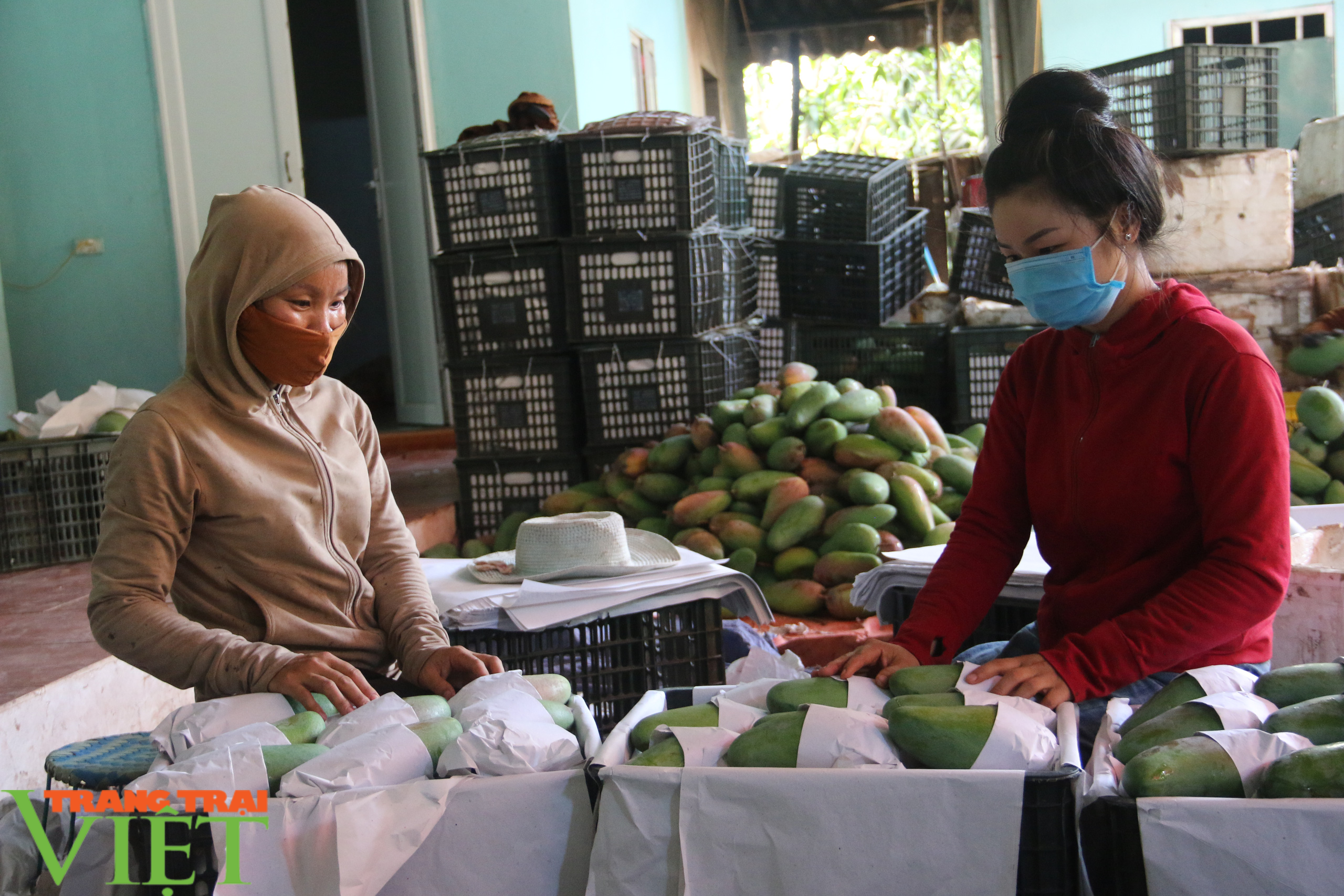 Sơn La: Bàn giao xoài theo thoả thuận tiêu thụ cho các đơn vị chế biến, xuất khẩu - Ảnh 4. Sơn La: Bàn giao xoài theo thoả thuận tiêu thụ cho các đơn vị chế biến, xuất khẩu - Ảnh 4.