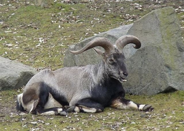 Dãy Himalaya hình thành thế nào, mỗi năm cao thêm bao nhiêu? - Ảnh 2.