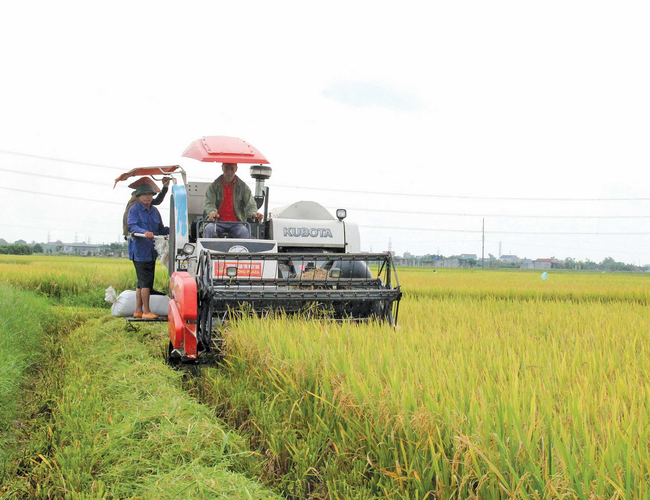 Vụ đông xuân miền Bắc thắng lợi: Giảm 12.000ha trồng, tăng 34.000 tấn lúa - Ảnh 3.