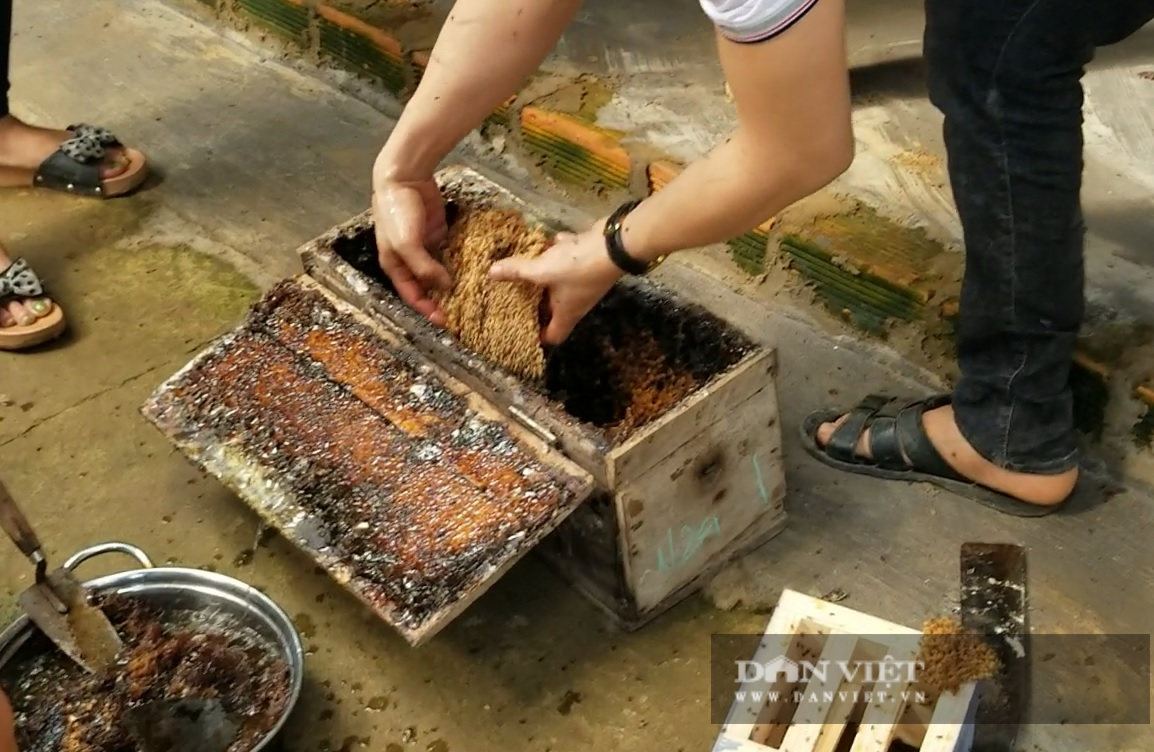 Anh thợ cắt tóc nuôi 700 đàn ong dú, mỗi năm “tay trái” thu trăm triệu - Ảnh 4.