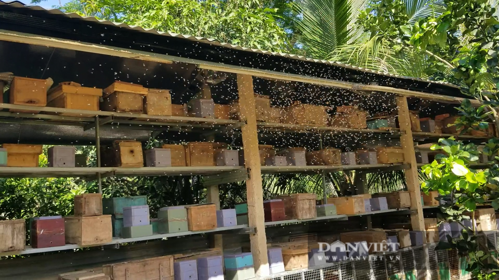 Anh thợ cắt tóc nuôi 700 đàn ong dú, mỗi năm “tay trái” thu trăm triệu - Ảnh 5.