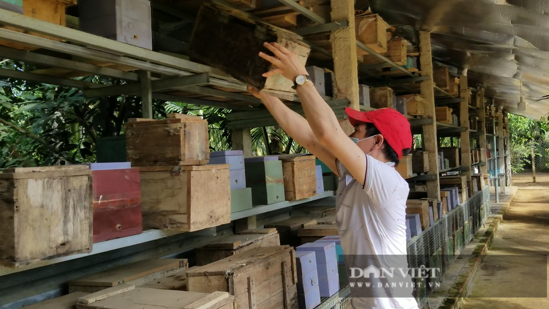 Anh thợ cắt tóc nuôi 700 đàn ong dú, mỗi năm “tay trái” thu trăm triệu - Ảnh 6.