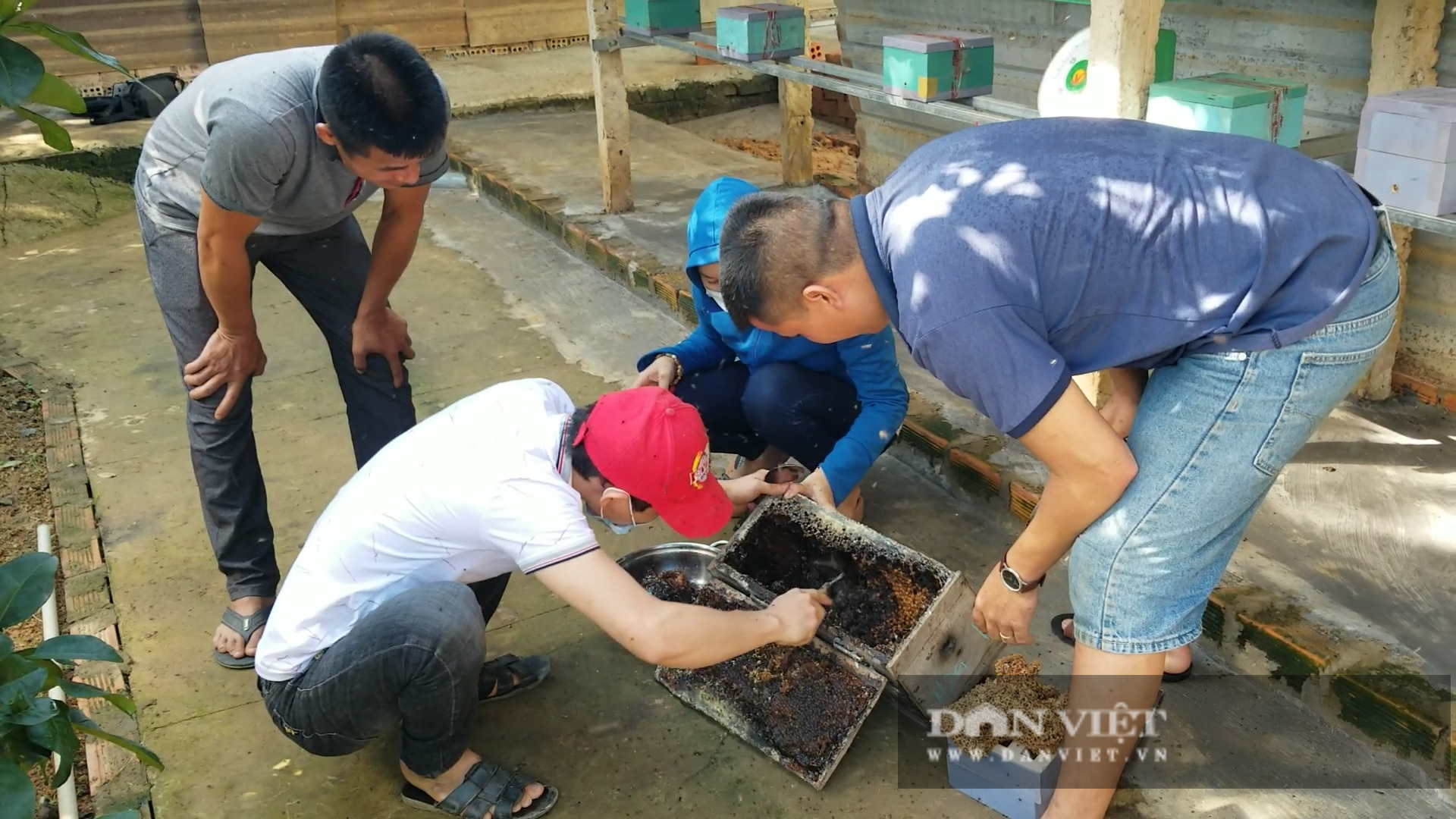 Anh thợ cắt tóc nuôi 700 đàn ong dú, mỗi năm “tay trái” thu trăm triệu - Ảnh 7.