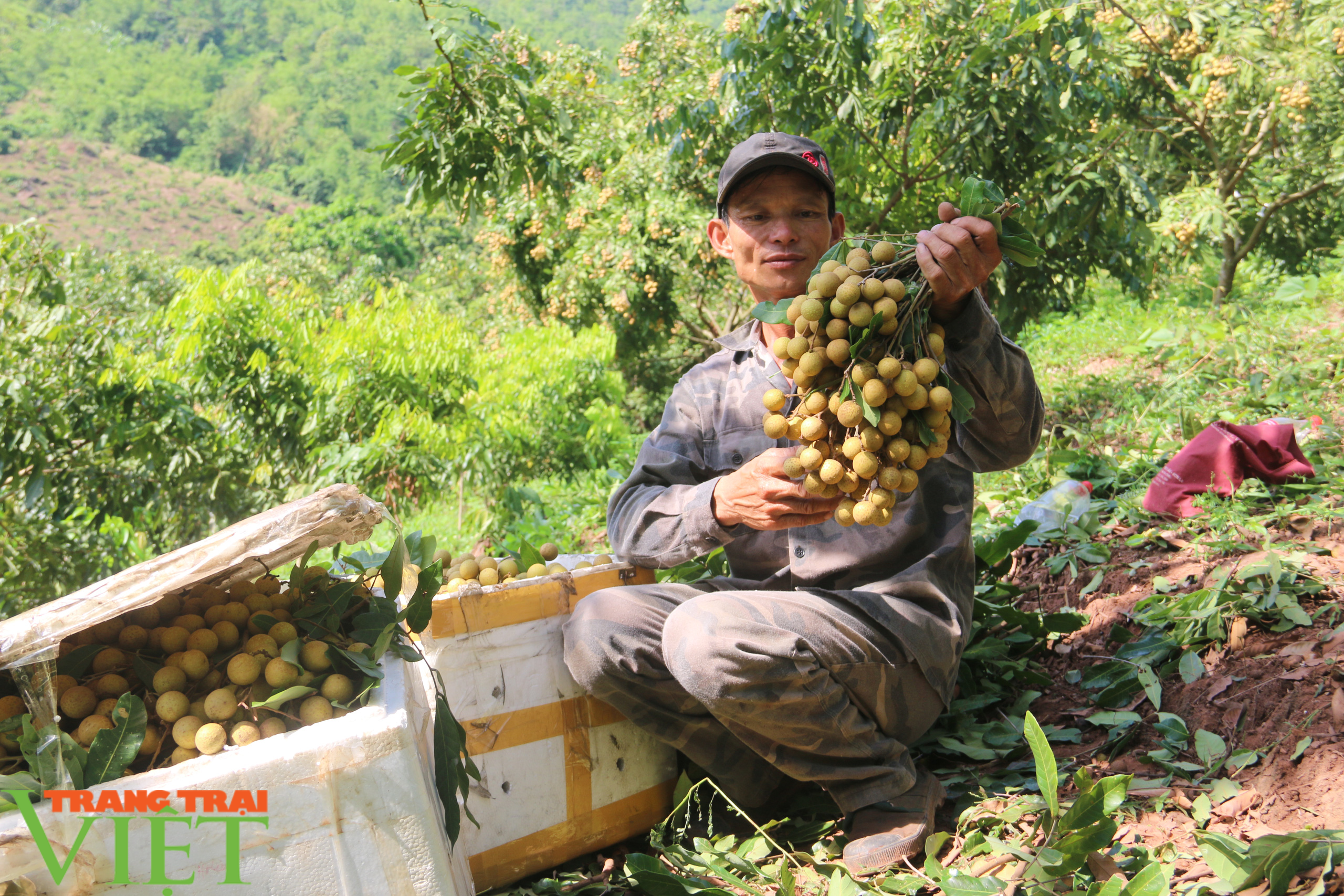 Sơn La: Đưa ra các giải pháp hỗ trợ sản phẩm nông sản vươn ra thị trường trong nước và quốc tế - Ảnh 3. Sơn La: Đưa ra các giải pháp hỗ trợ sản phẩm nông sản vươn ra thị trường trong nước và quốc tế - Ảnh 3.