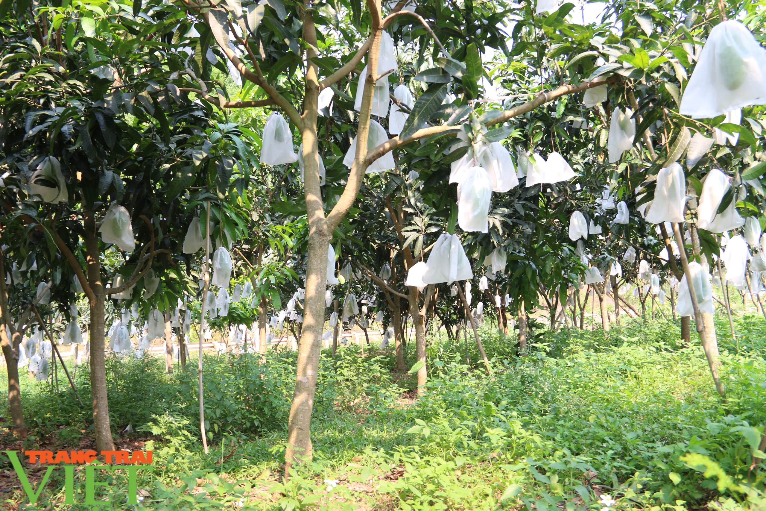 Sơn La: Đưa ra các giải pháp hỗ trợ sản phẩm nông sản vươn ra thị trường trong nước và quốc tế - Ảnh 5. Sơn La: Đưa ra các giải pháp hỗ trợ sản phẩm nông sản vươn ra thị trường trong nước và quốc tế - Ảnh 5.