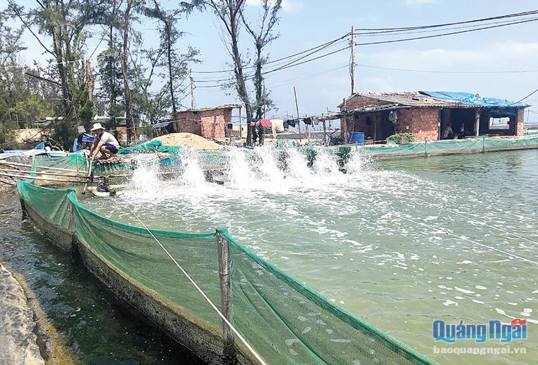 Phía sau những ao tôm, đìa ốc tiền tỷ ở tỉnh Quảng Ngãi là câu chuyện buồn hay vui? - Ảnh 4.