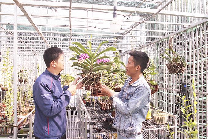 Hoa lan đột biến: Một &quot;nông dân tay&quot; ngang tỉnh Khánh Hòa bỏ lương 40-50 triệu về ươm kie lan đột biến gì? - Ảnh 8.