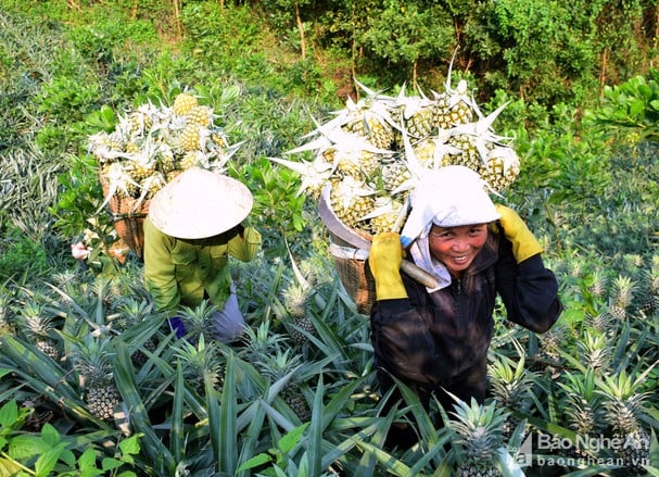 Nghệ An: Thứ quả nhiều &quot;mắt&quot;, mọc ngọn trên đầu bỗng được mùa, giá đạt đỉnh nhờ 3 điều này - Ảnh 3.
