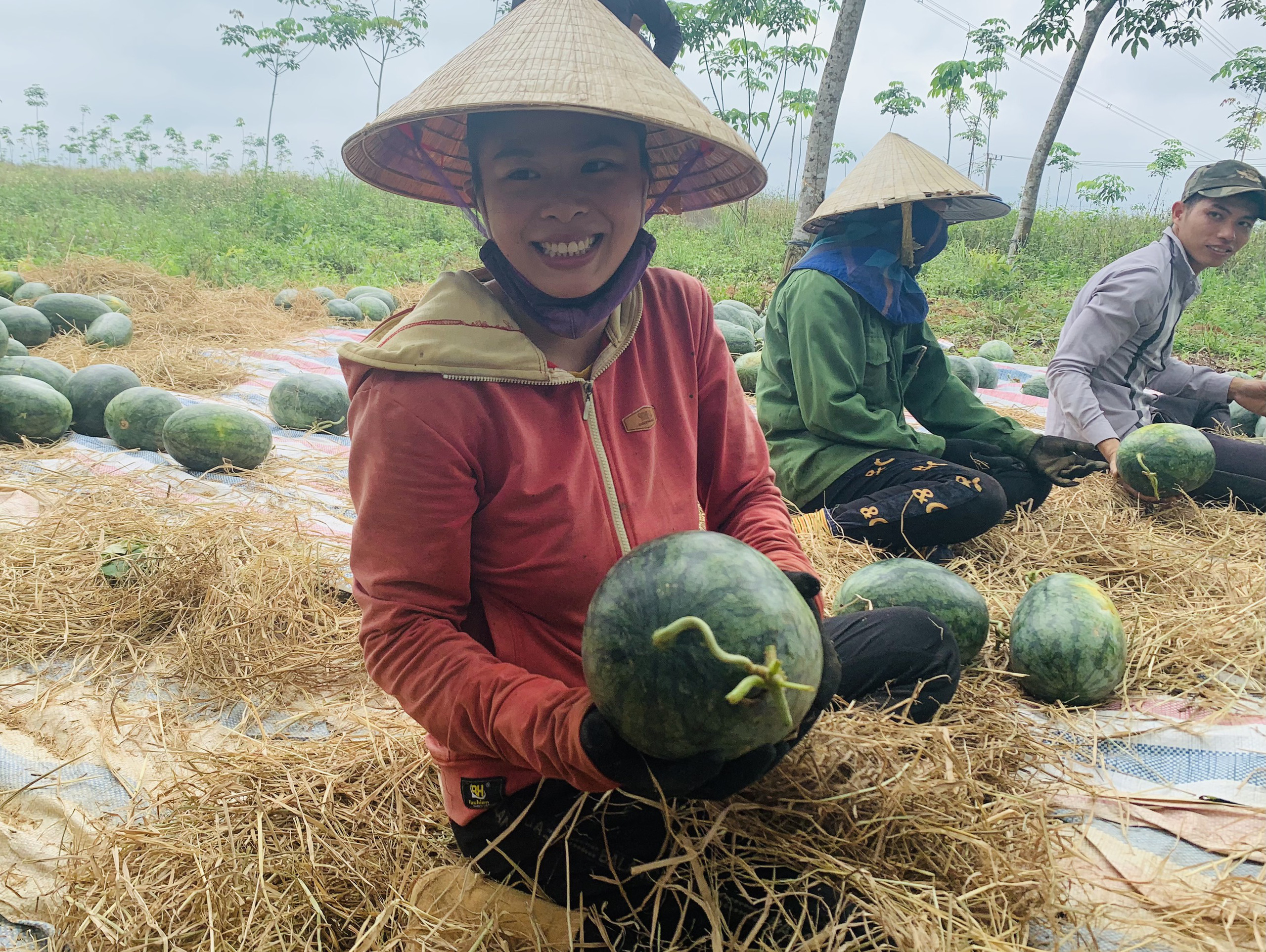 Quảng Bình: Dưa hấu cho quả to, nông dân đánh xe ô tô ra đồng thu hái - Ảnh 4.