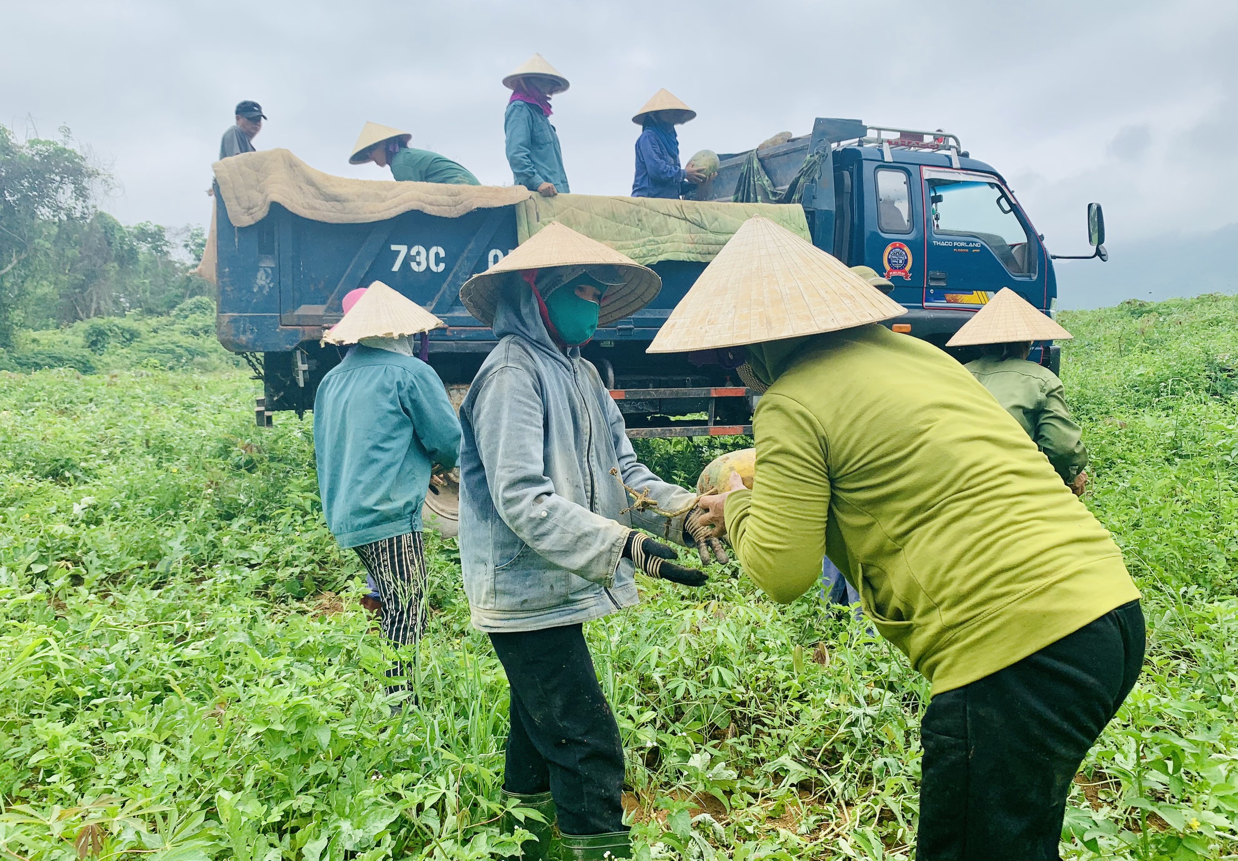 Quảng Bình: Dưa hấu cho quả to, nông dân đánh xe ô tô ra đồng thu hái - Ảnh 3.