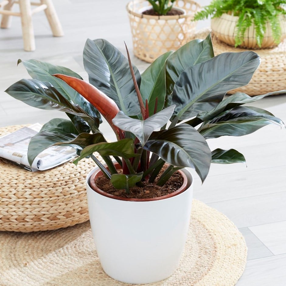 5 loại cây được mệnh danh là con cưng thần tài, để trên bàn làm việc càng tăng “dương khí” - Ảnh 6.