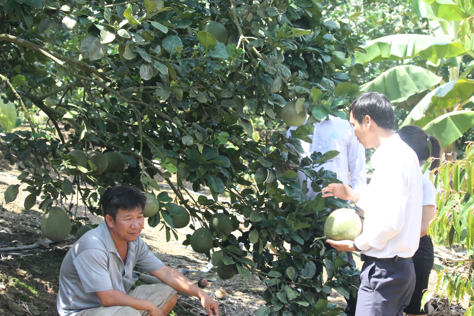 Khánh Hòa: Nông dân vươn lên làm giàu từ trồng bưởi, chuối,nuôi bò,... - Ảnh 3. Khánh Hòa: Nông dân vươn lên làm giàu từ trồng bưởi, chuối,nuôi bò,... - Ảnh 3.
