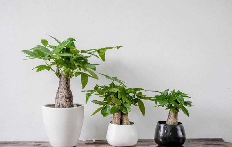 5 loại cây được mệnh danh là con cưng thần tài, để trên bàn làm việc càng tăng “dương khí” - Ảnh 2.