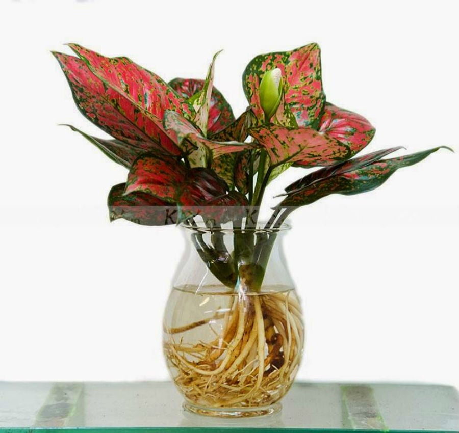 5 loại cây được mệnh danh là con cưng thần tài, để trên bàn làm việc càng tăng “dương khí” - Ảnh 10.