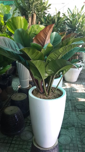 5 loại cây được mệnh danh là con cưng thần tài, để trên bàn làm việc càng tăng “dương khí” - Ảnh 5.