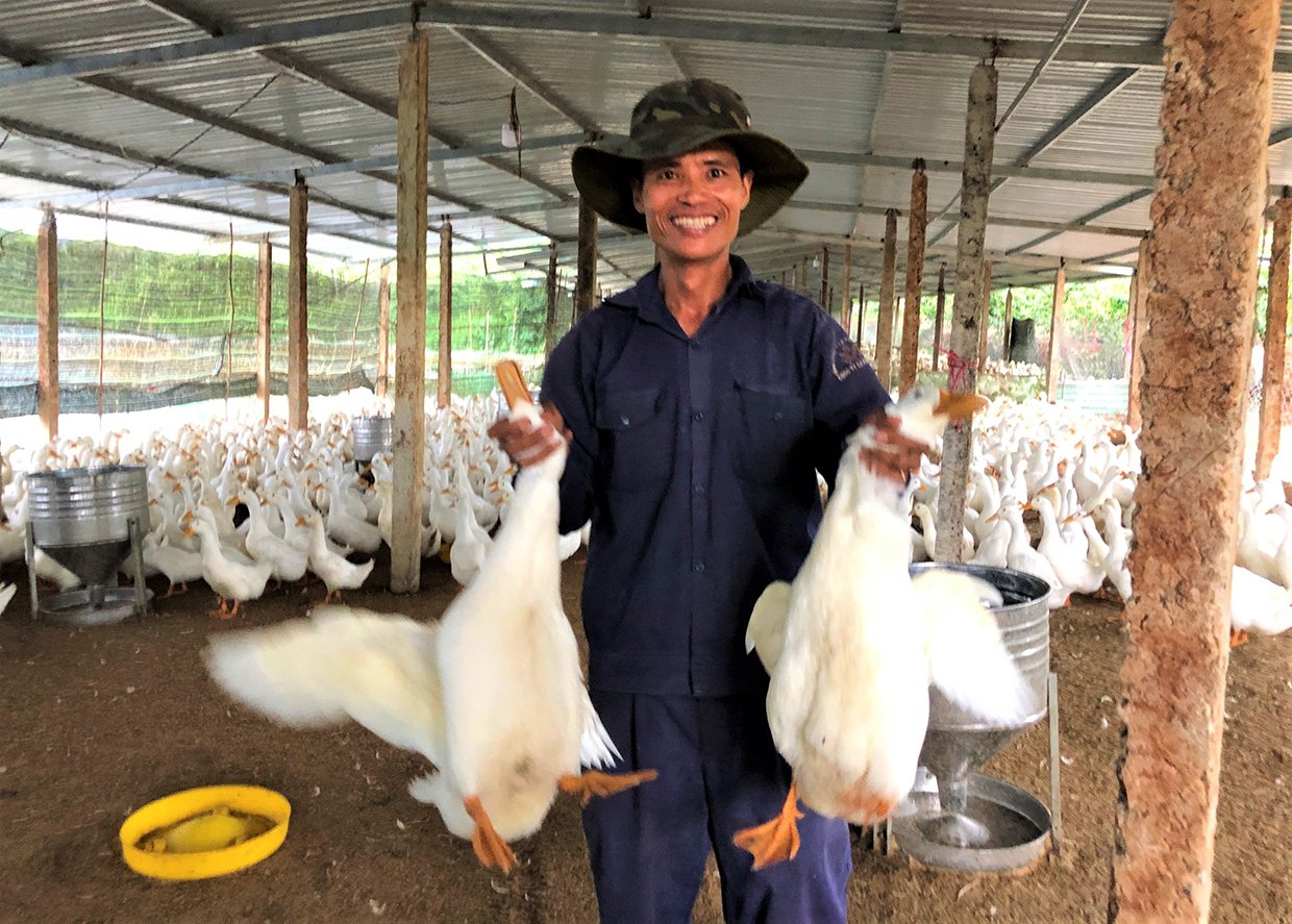 Gia Lai: Một ông nông dân nuôi loài siêu vịt, 12 tháng xuất bán 5 lứa vịt thu về hàng trăm triệu đồng - Ảnh 1.