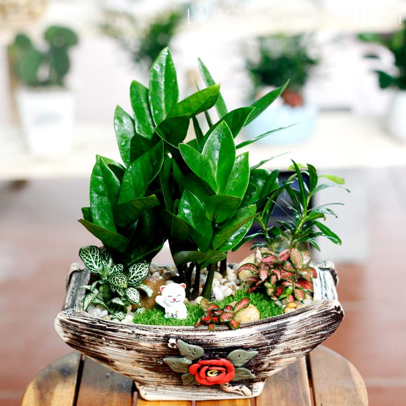5 loại cây được mệnh danh là con cưng thần tài, để trên bàn làm việc càng tăng “dương khí” - Ảnh 3.